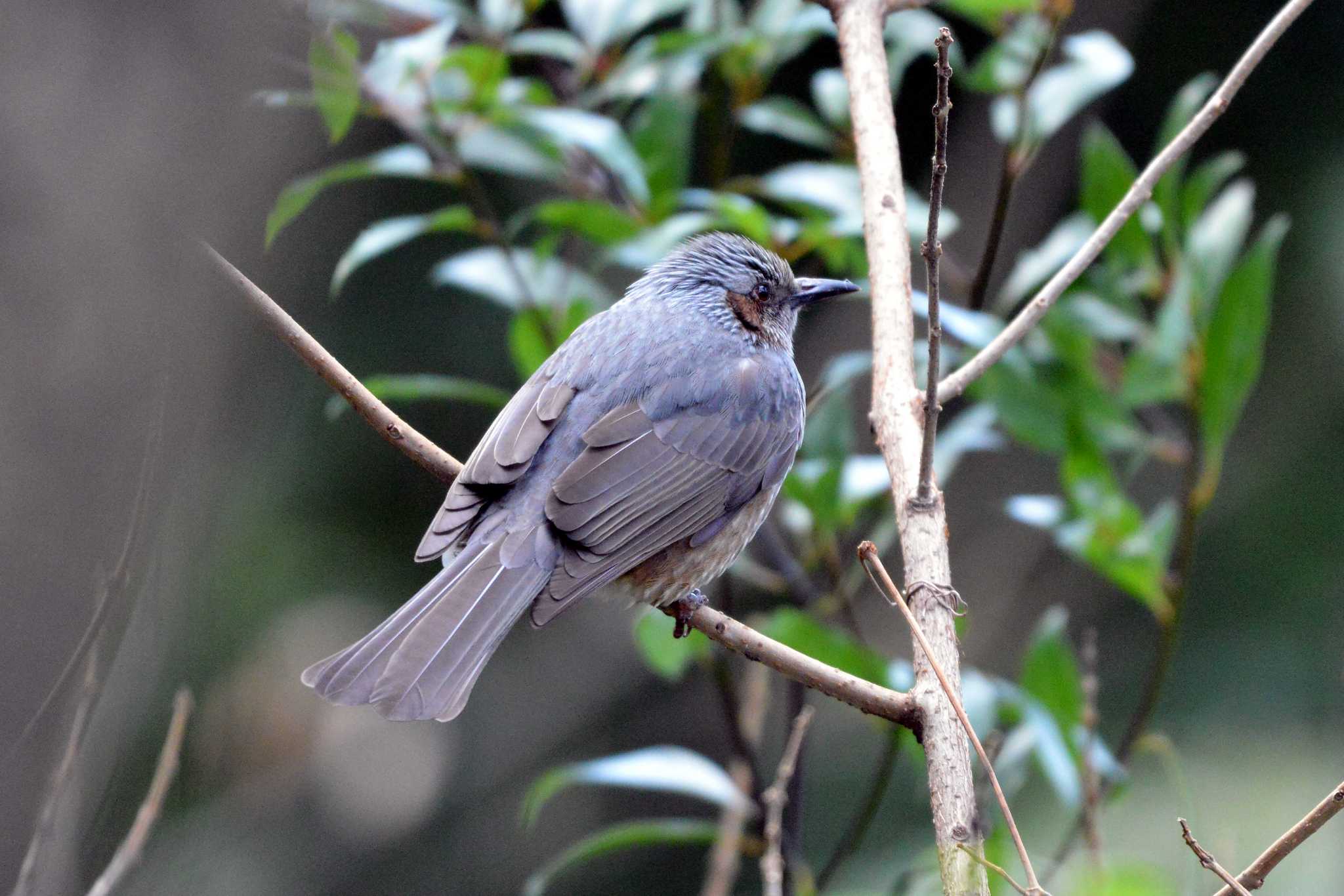 Photo of Brown-eared Bulbul at 加木屋緑地 by ポッちゃんのパパ