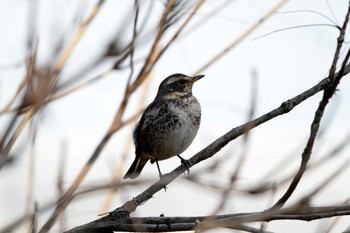 Dusky Thrush 加木屋緑地 Mon, 1/29/2018