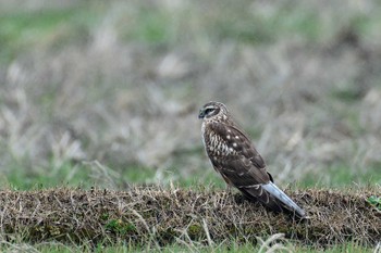 Hen Harrier 福岡県 Sun, 1/21/2024