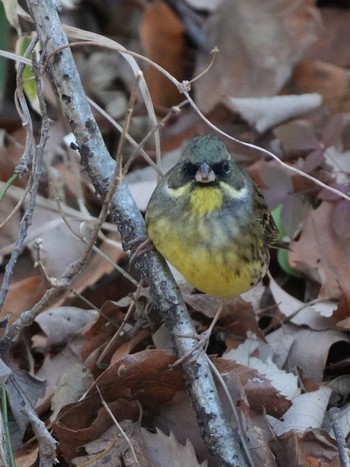 Masked Bunting 庚申山総合公園 Tue, 1/23/2024