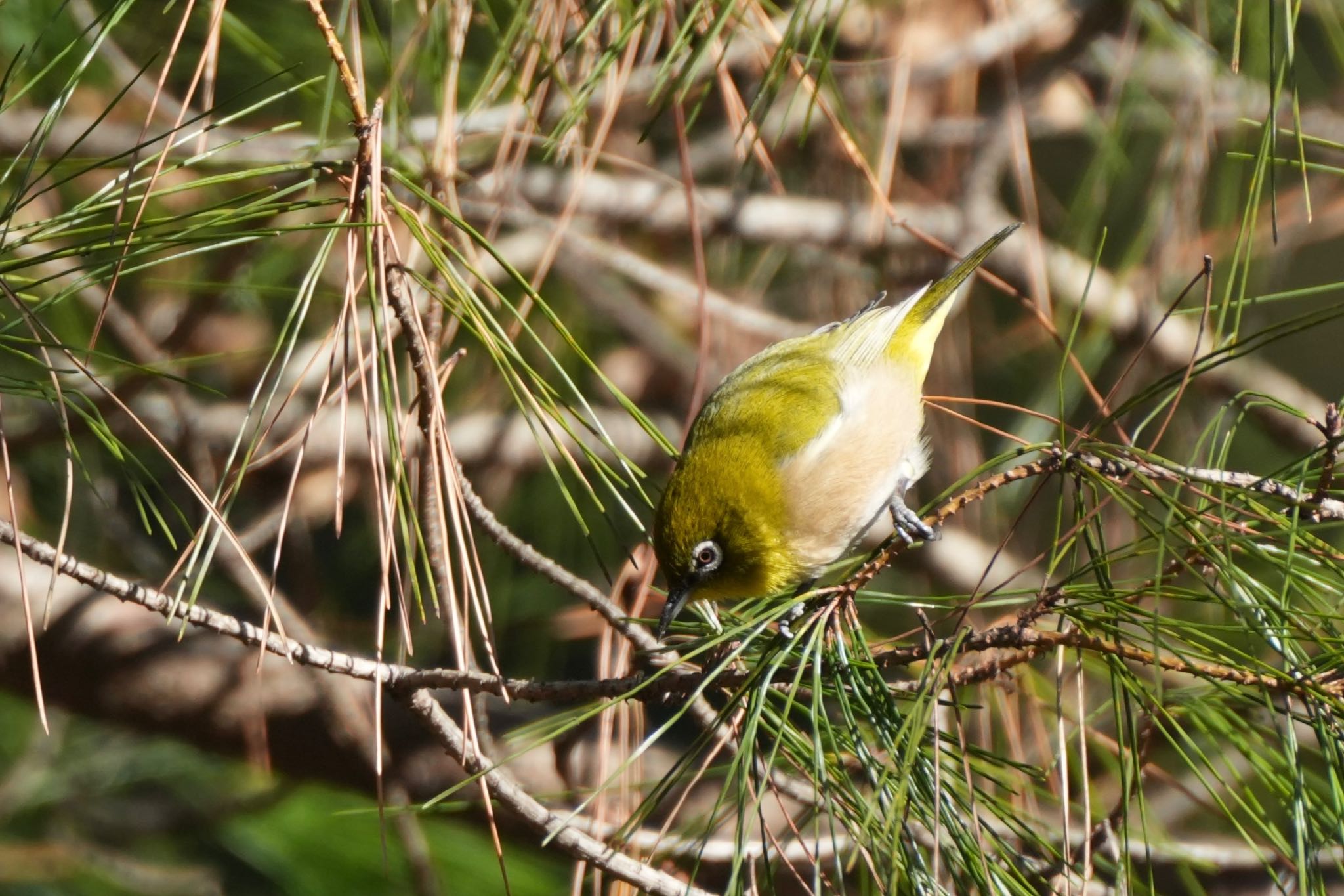 Warbling White-eye