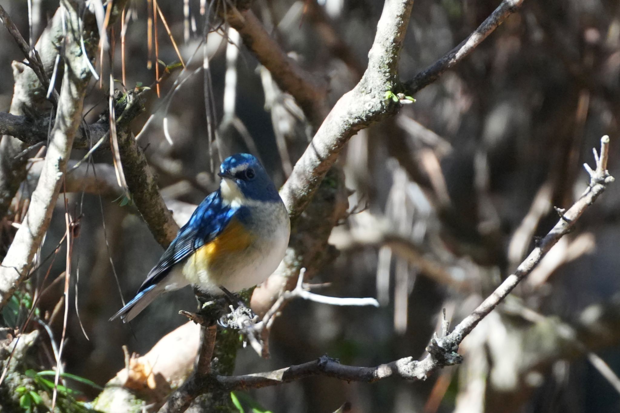 Red-flanked Bluetail