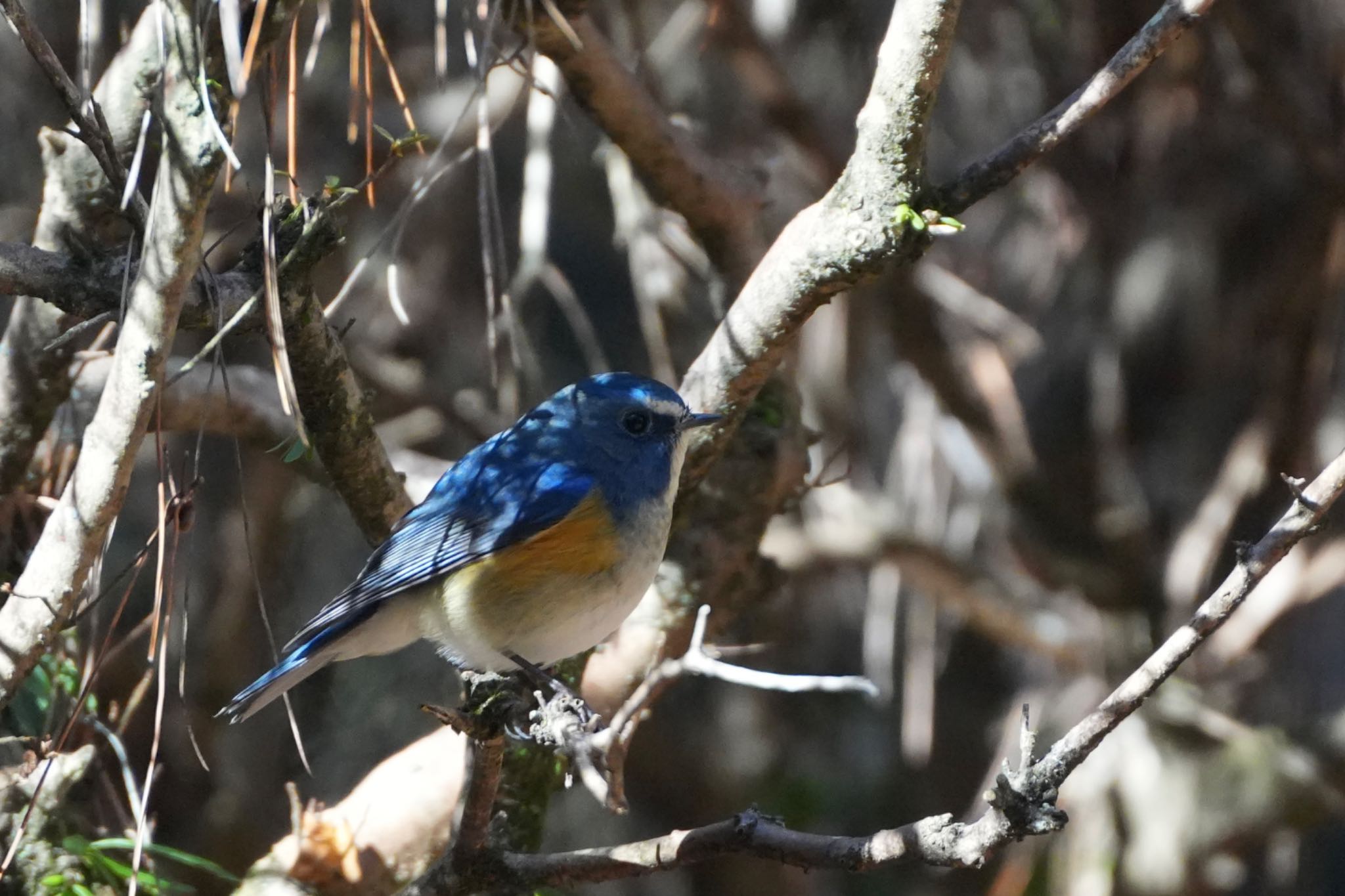 Red-flanked Bluetail