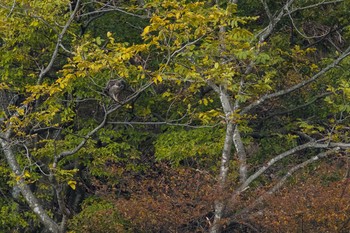 クマタカ 場所が不明 2018年11月10日(土)