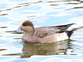 American Wigeon x Eurasian Wigeon Mizumoto Park Tue, 1/23/2024