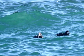 シノリガモ 平磯海岸 2024年1月9日(火)