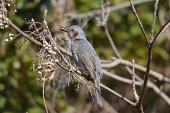 Brown-eared Bulbul 加木屋緑地 Fri, 2/9/2018