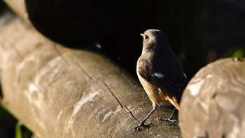 Daurian Redstart 磐田大池 Sun, 1/21/2024