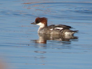 Smew 城沼 Sat, 12/30/2023