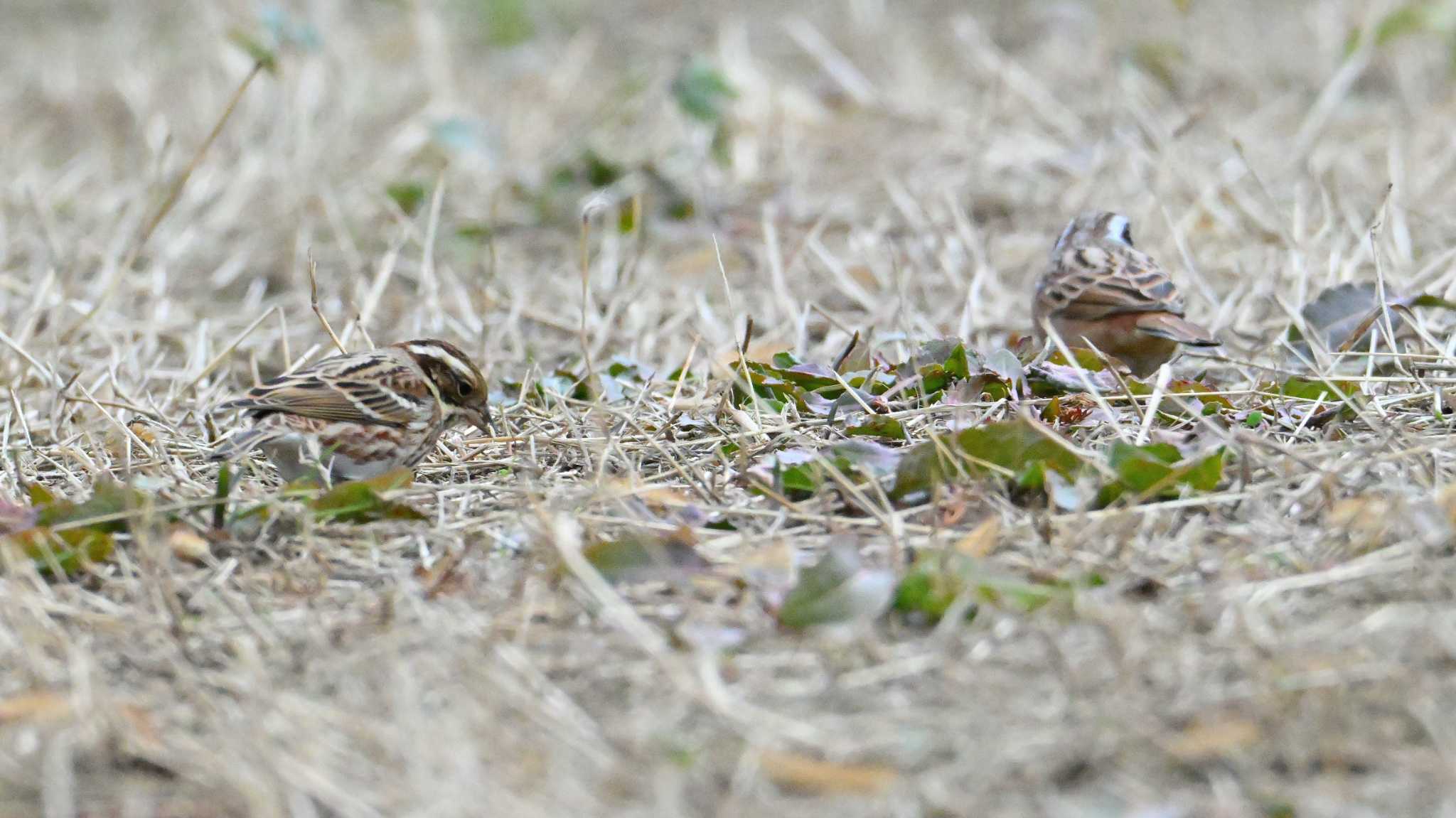 Rustic Bunting