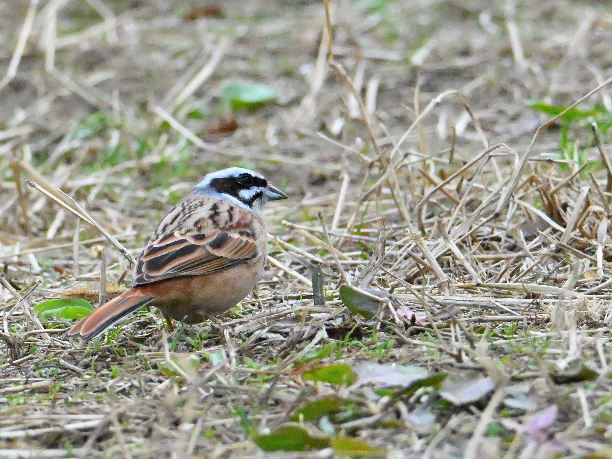 Meadow Bunting