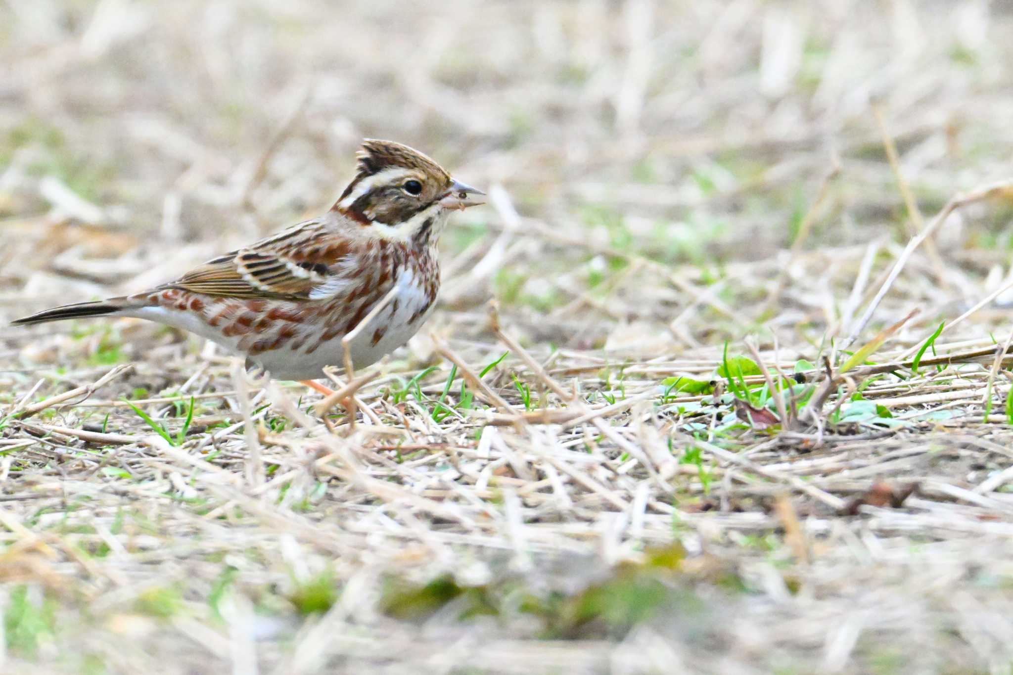 Rustic Bunting