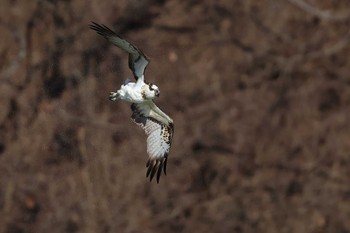 Osprey 愛知県 Fri, 1/19/2024