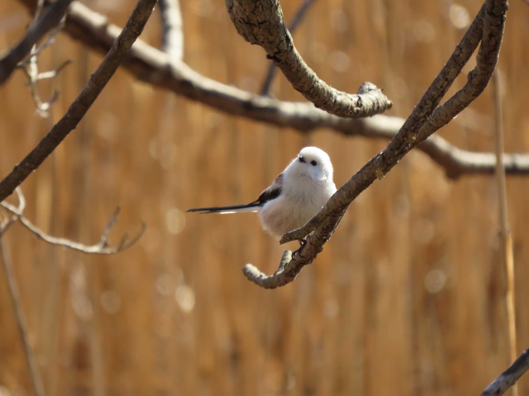 Long-tailed tit(japonicus)