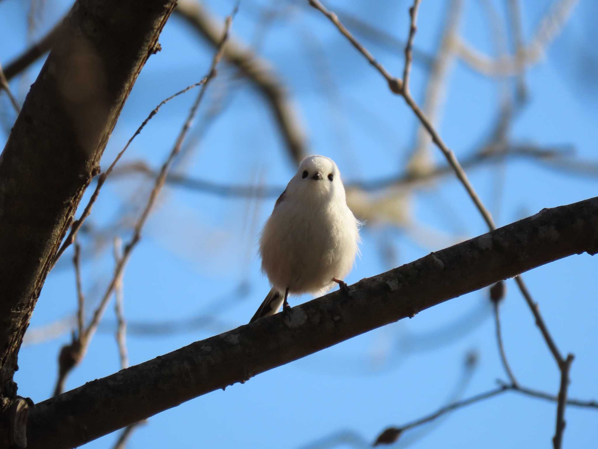 Long-tailed tit(japonicus)