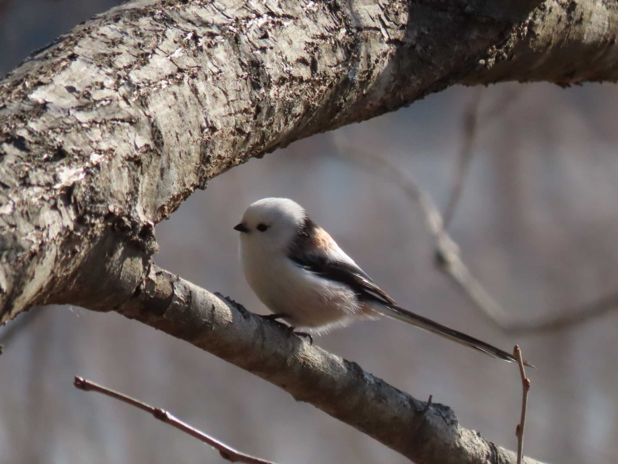 Long-tailed tit(japonicus)