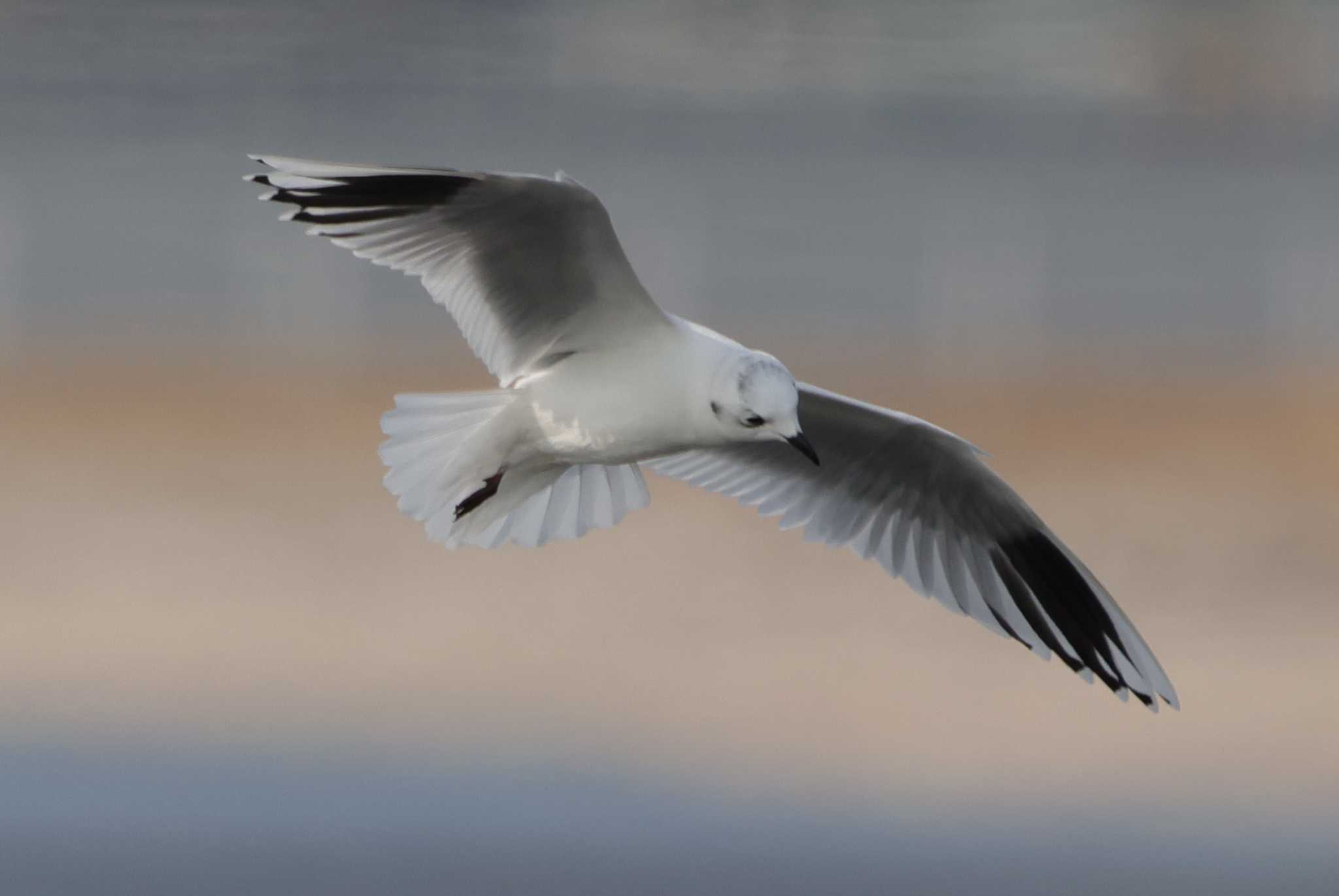 Saunders's Gull