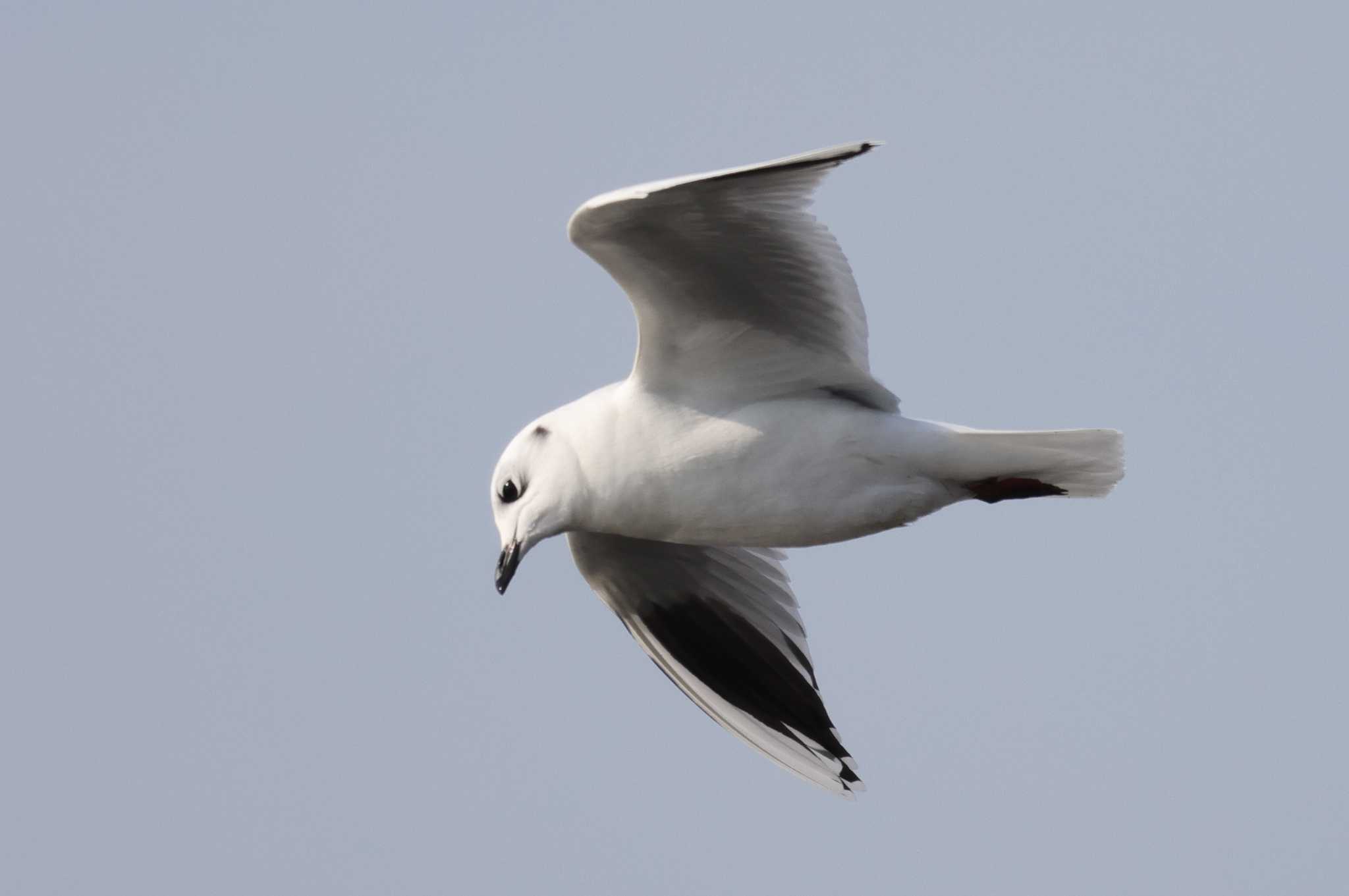 Saunders's Gull