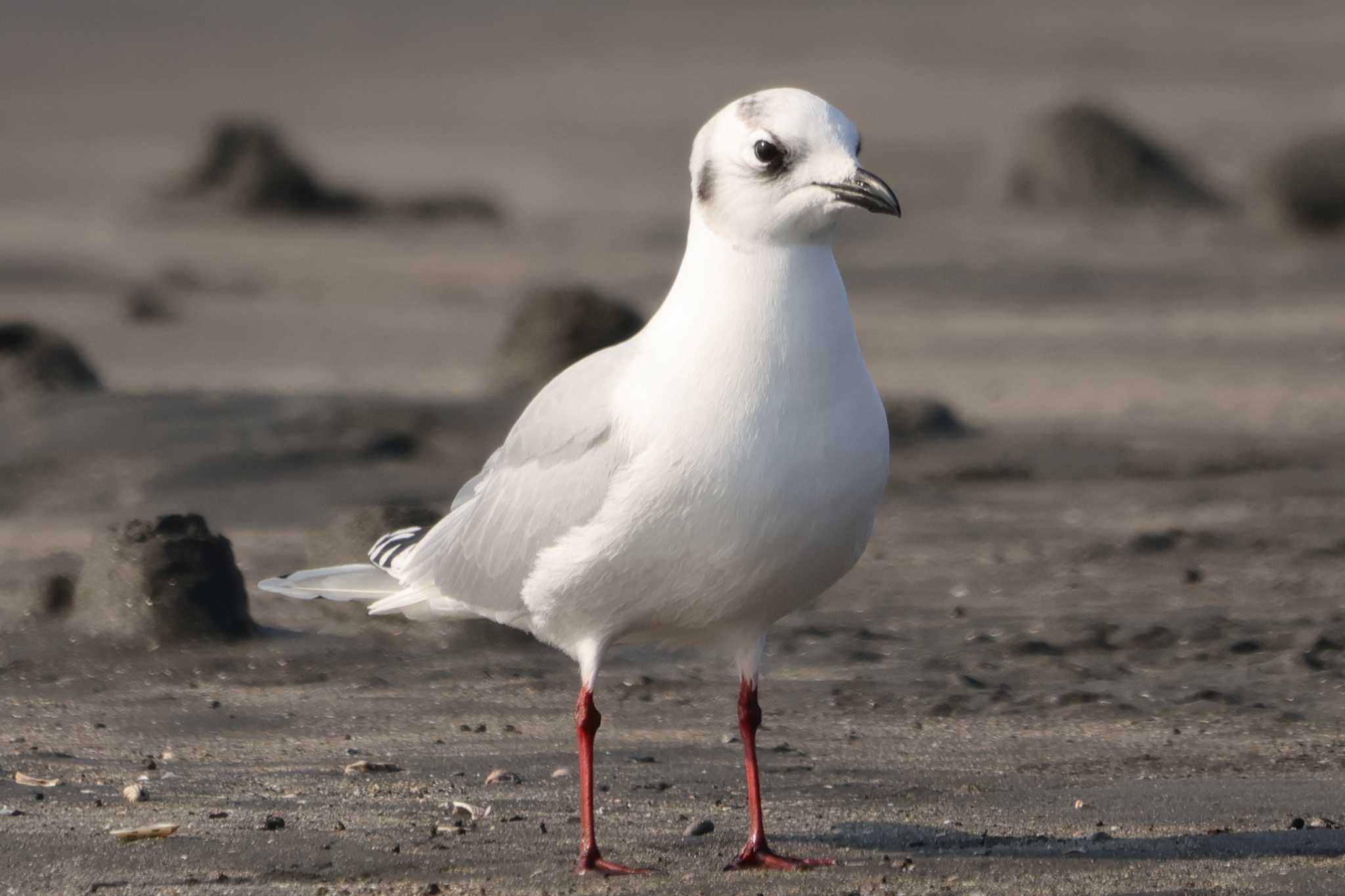 Saunders's Gull