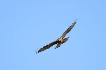 Eastern Buzzard Shirakaba-touge Sun, 9/23/2018