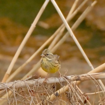 Masked Bunting Akigase Park Sat, 1/13/2024