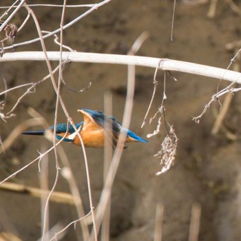 Common Kingfisher Akigase Park Sat, 1/13/2024