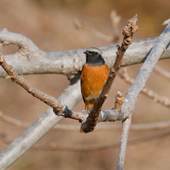 Daurian Redstart Akigase Park Sat, 1/13/2024