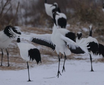 Red-crowned Crane Tsurumidai Sun, 12/31/2023