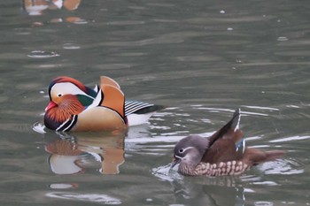 Mandarin Duck 大阪府豊中市 Thu, 1/18/2024