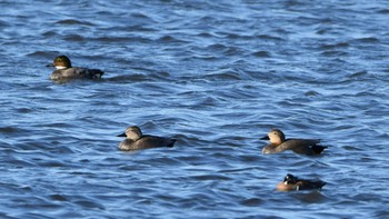 Gadwall 磐田大池 Sun, 1/21/2024