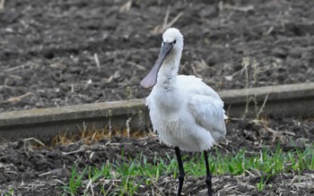 Eurasian Spoonbill Unknown Spots Sun, 1/21/2024