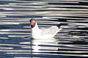 Black-headed Gull 東品川海上公園(東京都品川区) Wed, 1/24/2024