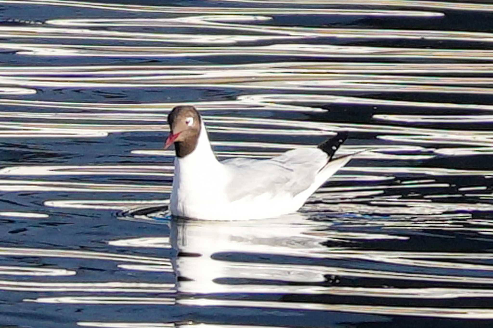 Black-headed Gull