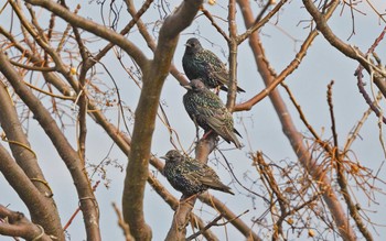 Common Starling Unknown Spots Sat, 1/20/2024