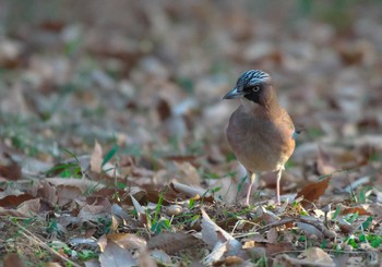 Eurasian Jay 高崎自然の森 Thu, 1/11/2024