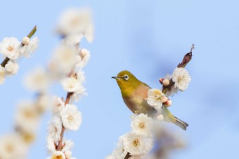 2024年1月23日(火) 東品川海上公園(東京都品川区)の野鳥観察記録