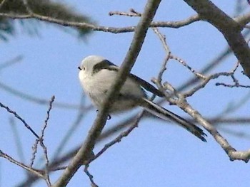 シマエナガ 野幌森林公園 2024年1月24日(水)