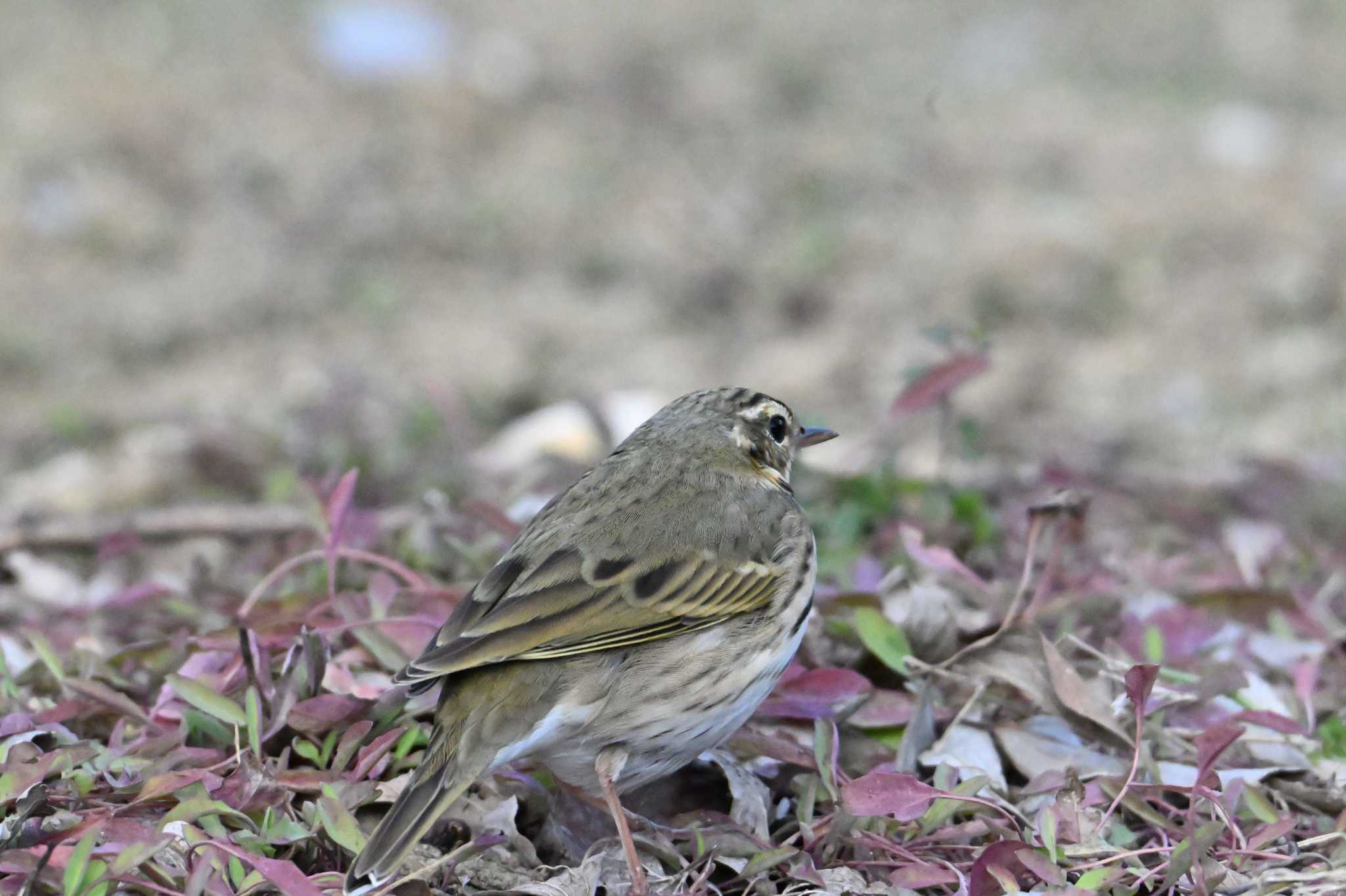 Olive-backed Pipit