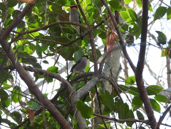 Eurasian Bullfinch 埼玉県 Wed, 1/24/2024