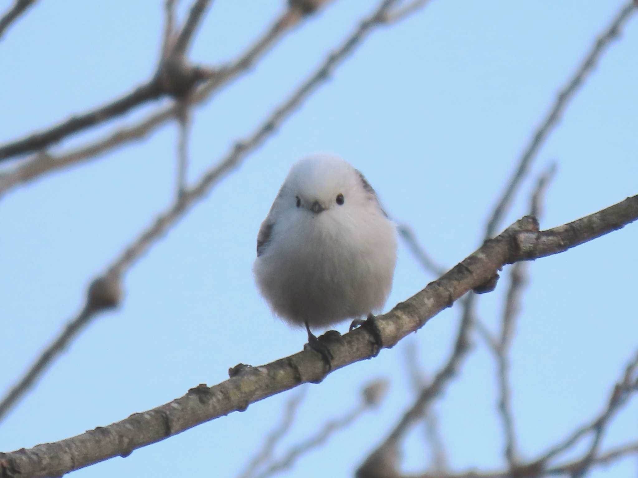 シマエナガ