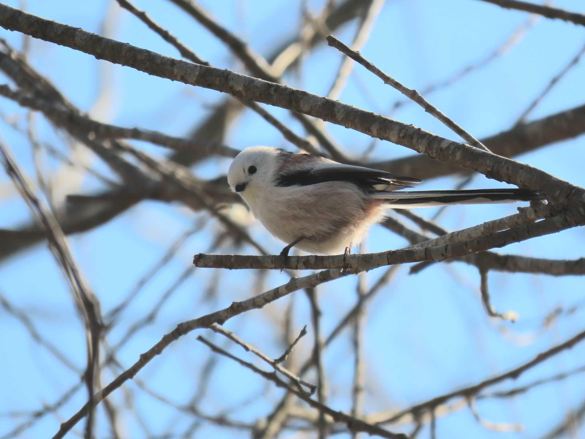 Long-tailed tit(japonicus)