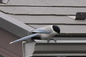 Azure-winged Magpie 黒川清流公園 Wed, 1/24/2024