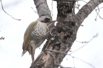 Japanese Green Woodpecker 黒川清流公園 Wed, 1/24/2024