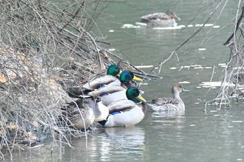 Fri, 1/19/2024 Birding report at 雁の池(石川県珠洲市)