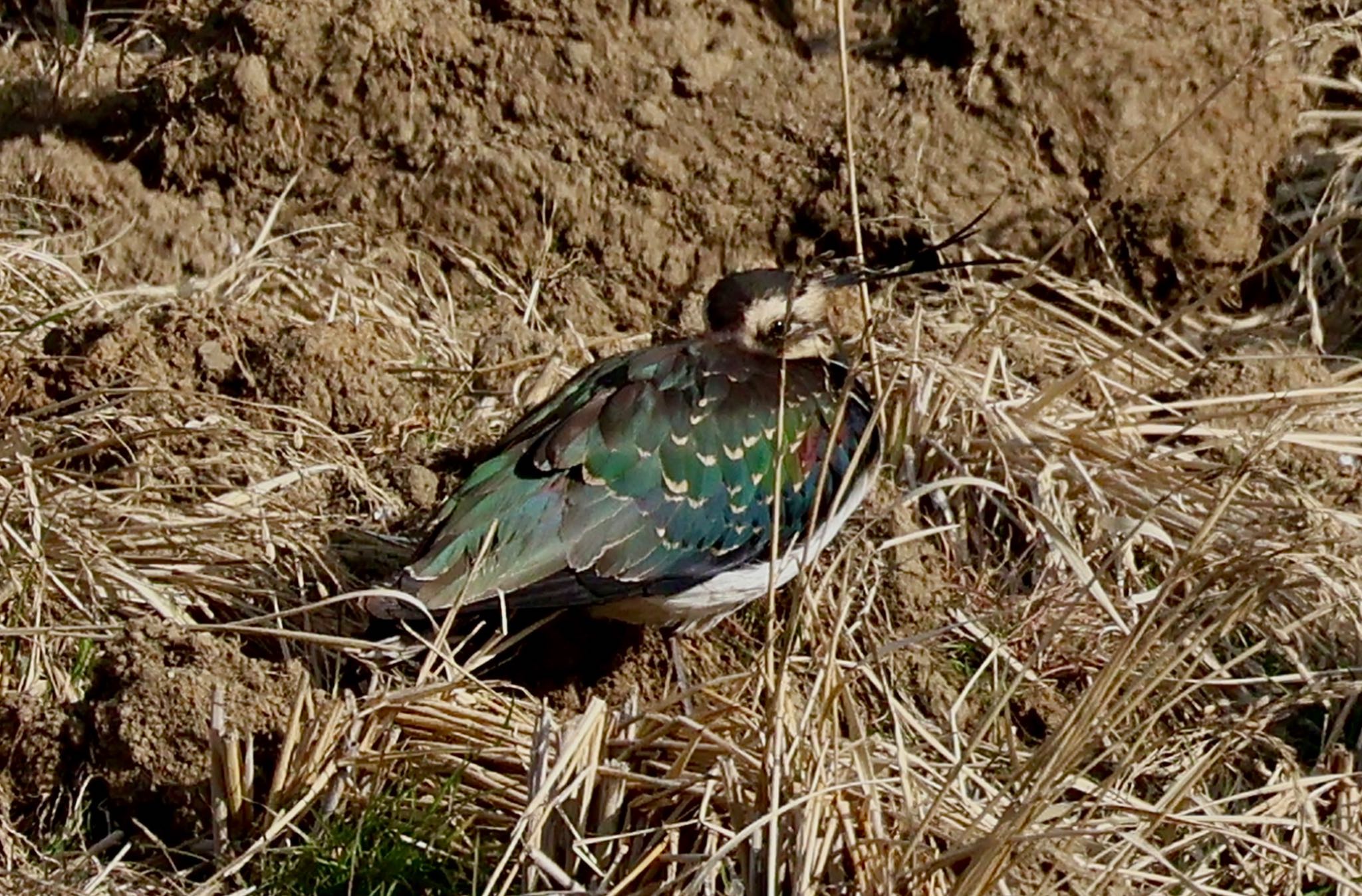 Northern Lapwing