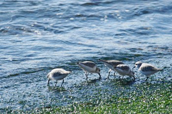 ミユビシギ 平磯海岸 2024年1月9日(火)