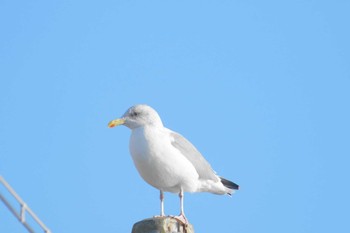 セグロカモメ 平磯海岸 2024年1月9日(火)