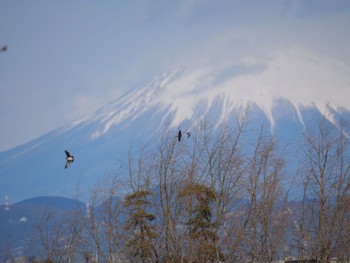 イワツバメ 静岡市 2024年1月24日(水)