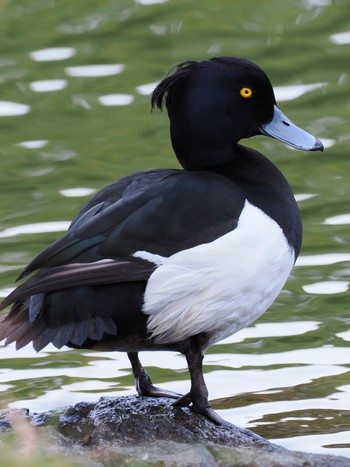 Tufted Duck 清澄庭園(清澄公園) Wed, 1/24/2024