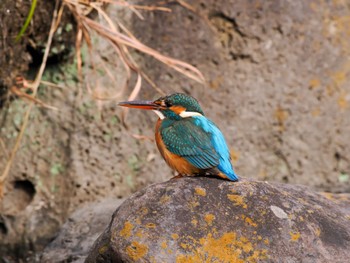 Common Kingfisher 清澄庭園(清澄公園) Wed, 1/24/2024